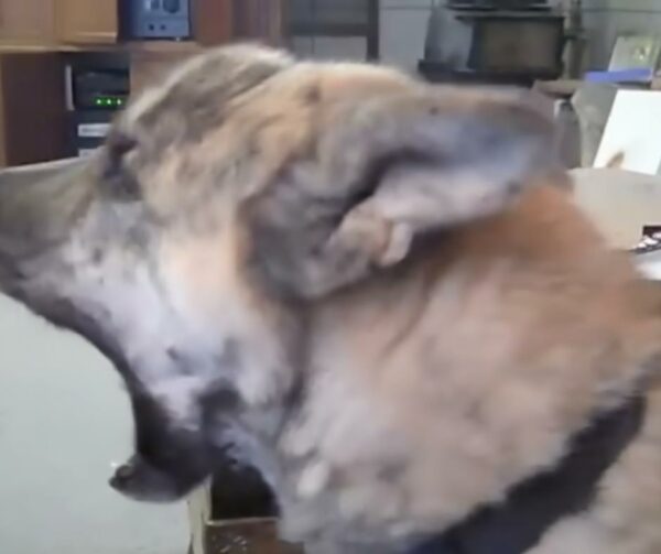 Experimente el vínculo definitivo entre mascotas: una historia de humor y corazón-1