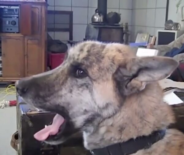 Experimente el vínculo definitivo entre mascotas: una historia de humor y corazón-1