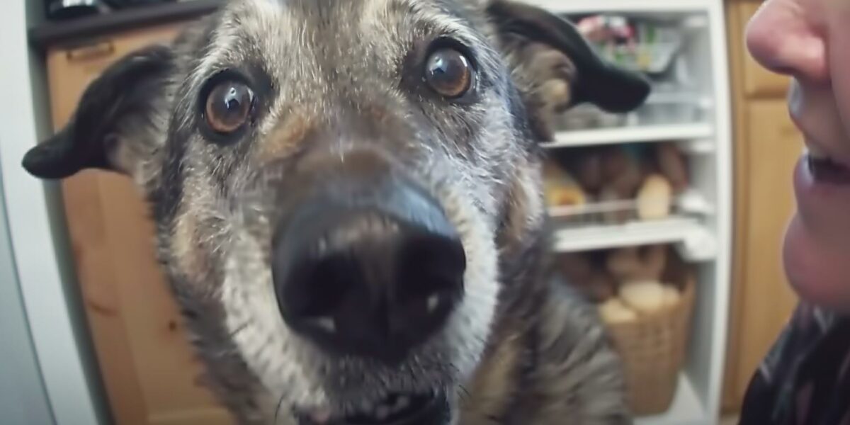 Experience the Ultimate Pet Bond: A Tale of Humor and Heart