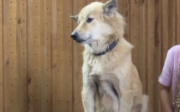 La conmovedora serenata del dúo padre-hija para su amado perro derretirá tu corazón-1