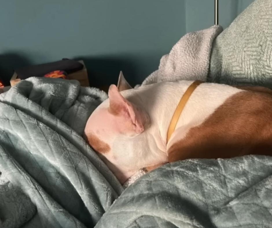 From Abandonment to Abundance: The Journey of a Resilient Rescue Dog