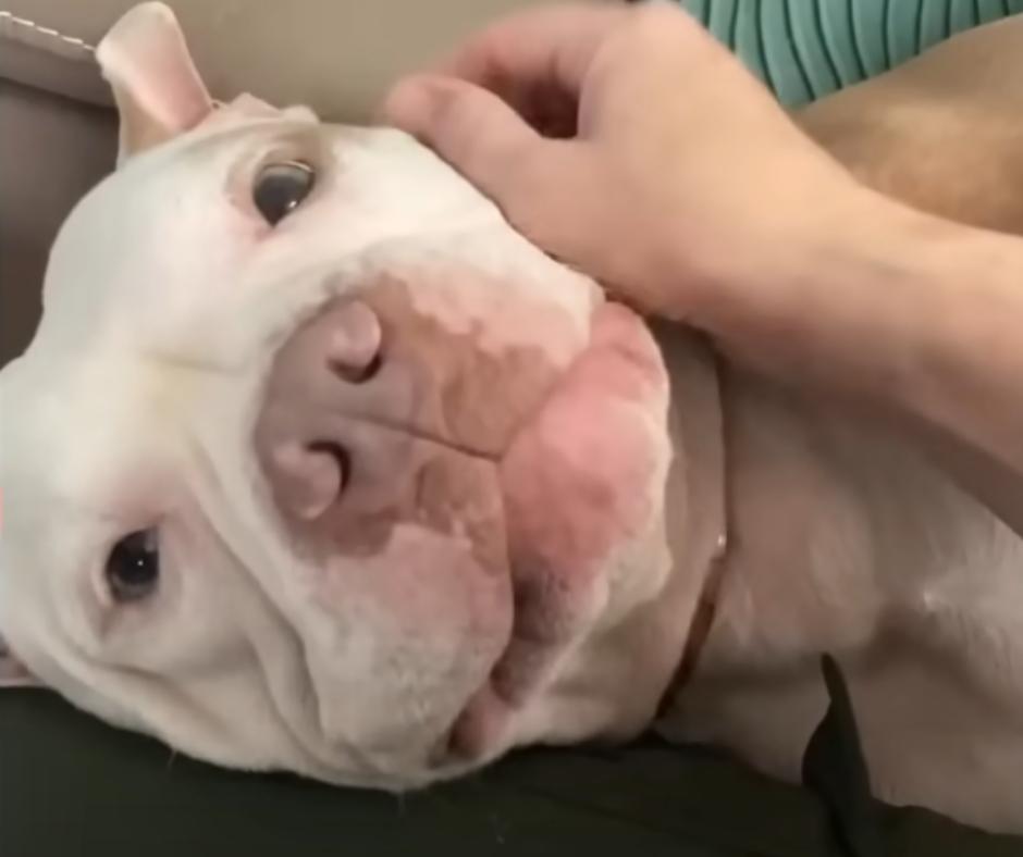 From Abandonment to Abundance: The Journey of a Resilient Rescue Dog