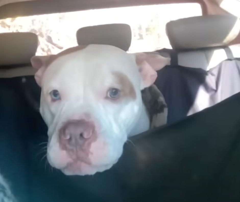 From Abandonment to Abundance: The Journey of a Resilient Rescue Dog