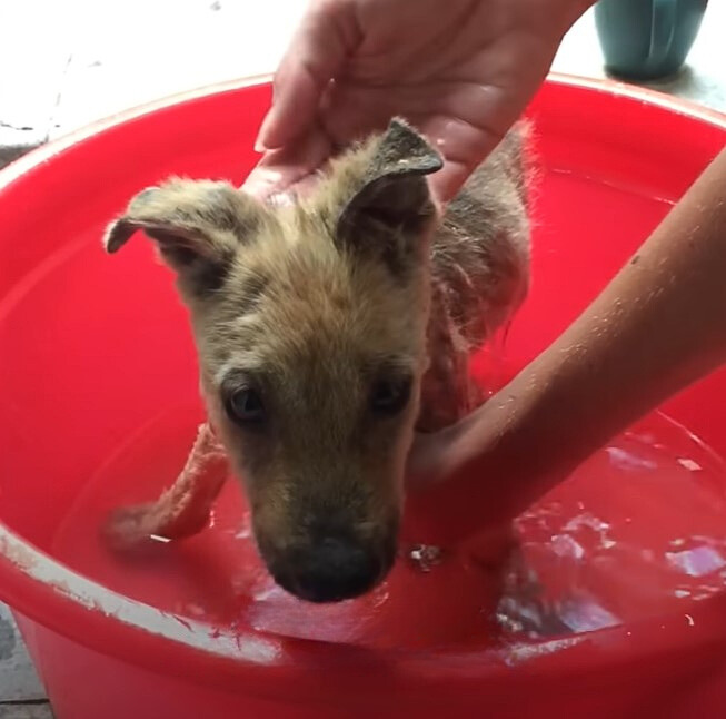From Abandonment to Joy: The Transformation of a Resilient Puppy