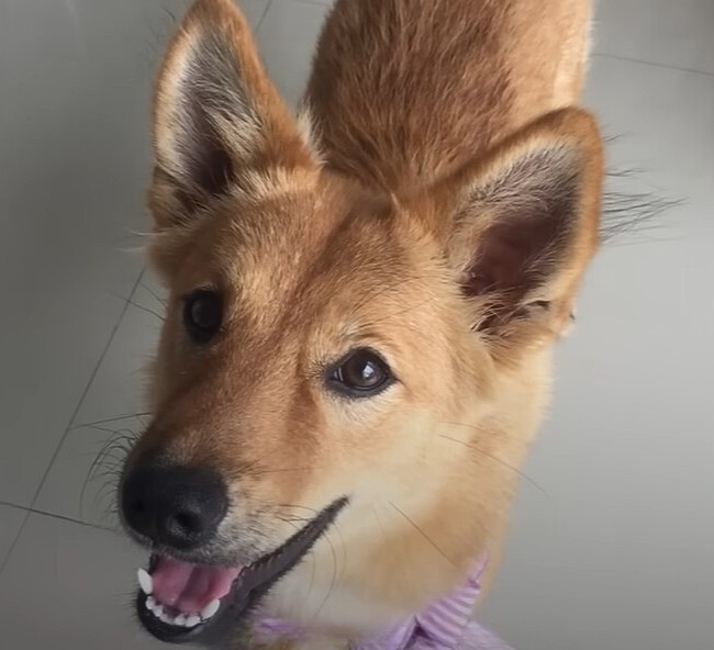 From Abandonment to Joy: The Transformation of a Resilient Puppy