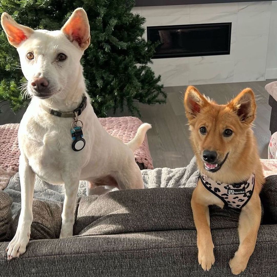 From Abandonment to Joy: The Transformation of a Resilient Puppy