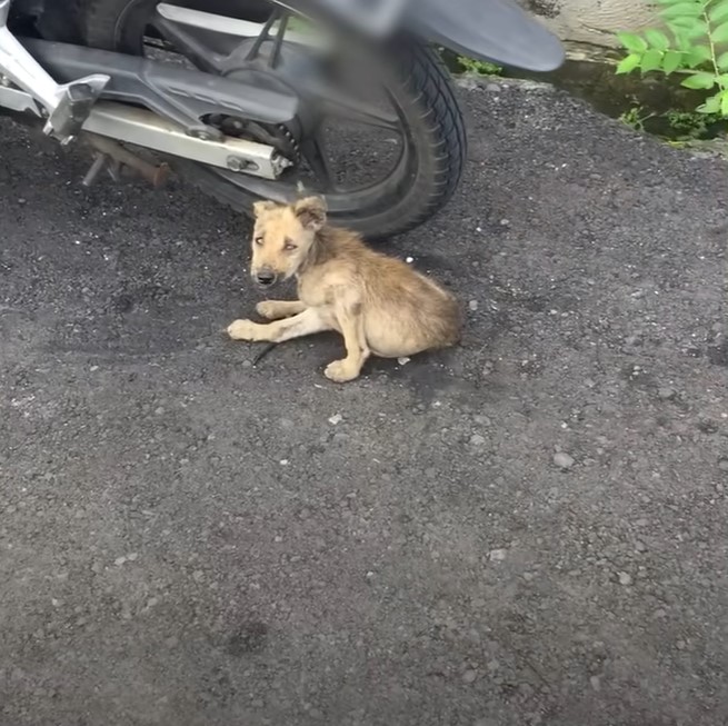 From Abandonment to Joy: The Transformation of a Resilient Puppy