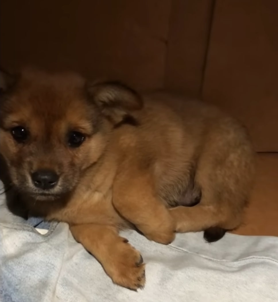 From Despair to Joy: The Miraculous Journey of a Paralyzed Pup