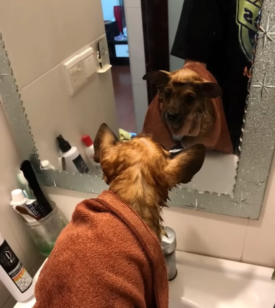 From Despair to Joy: The Miraculous Journey of a Paralyzed Pup