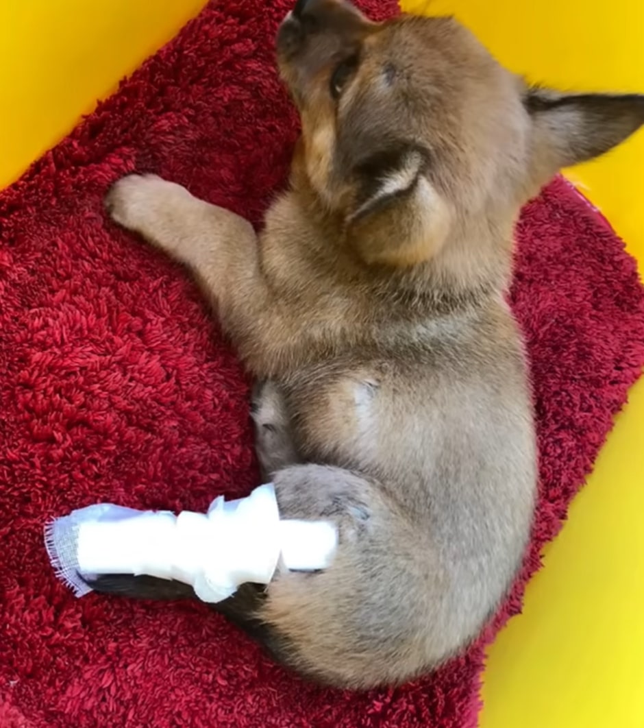 From Despair to Joy: The Miraculous Journey of a Paralyzed Pup