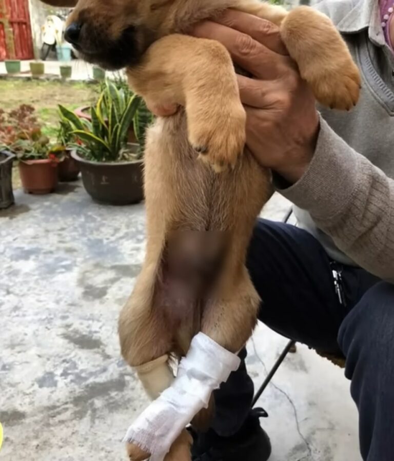 From Despair to Joy: The Miraculous Journey of a Paralyzed Pup