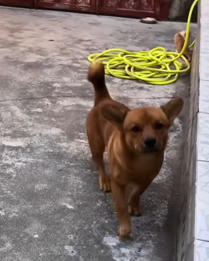 From Despair to Joy: The Miraculous Journey of a Paralyzed Pup