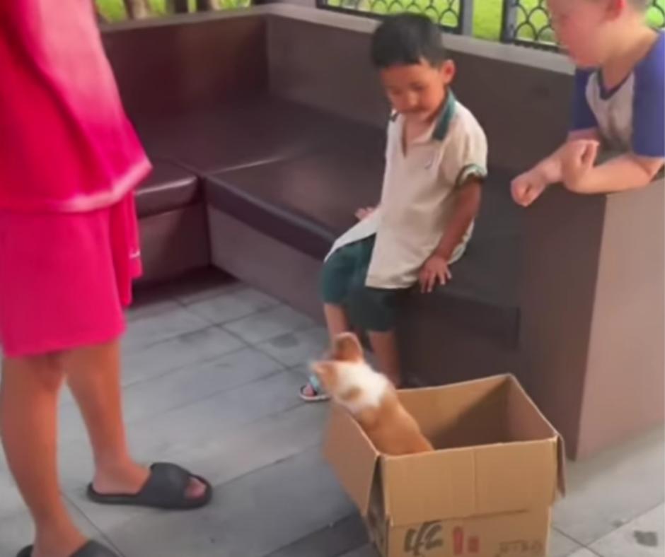 From Despair to Joy: The Unbelievable Journey of a 'Helpless' Puppy