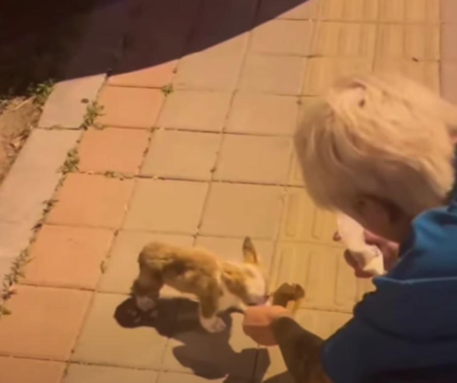 From Despair to Joy: The Unbelievable Journey of a 'Helpless' Puppy