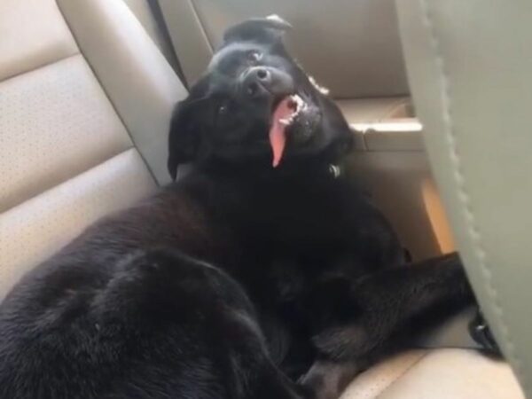 From Loneliness to Stardom: How a Special Dog Found Friendship and Fame-1
