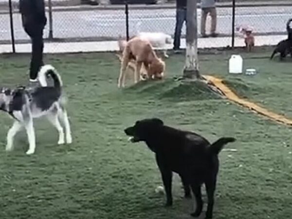 From Loneliness to Stardom: How a Special Dog Found Friendship and Fame-1