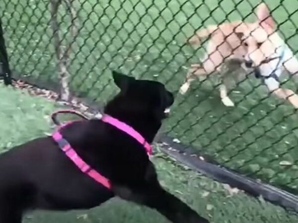 From Loneliness to Stardom: How a Special Dog Found Friendship and Fame-1