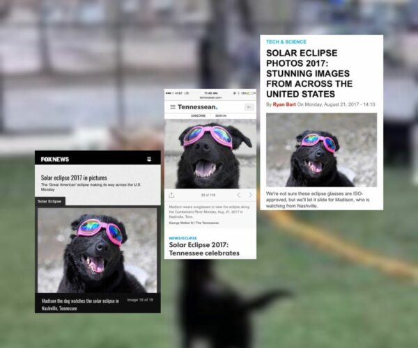 From Loneliness to Stardom: How a Special Dog Found Friendship and Fame-1