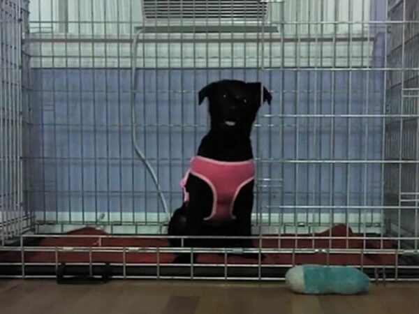 From Loneliness to Stardom: How a Special Dog Found Friendship and Fame-1