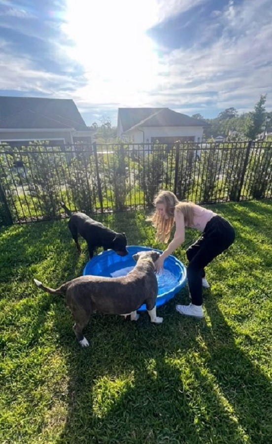 Heart-Tugging Journey of a Shelter Dog and Her Emotional Transformation-1