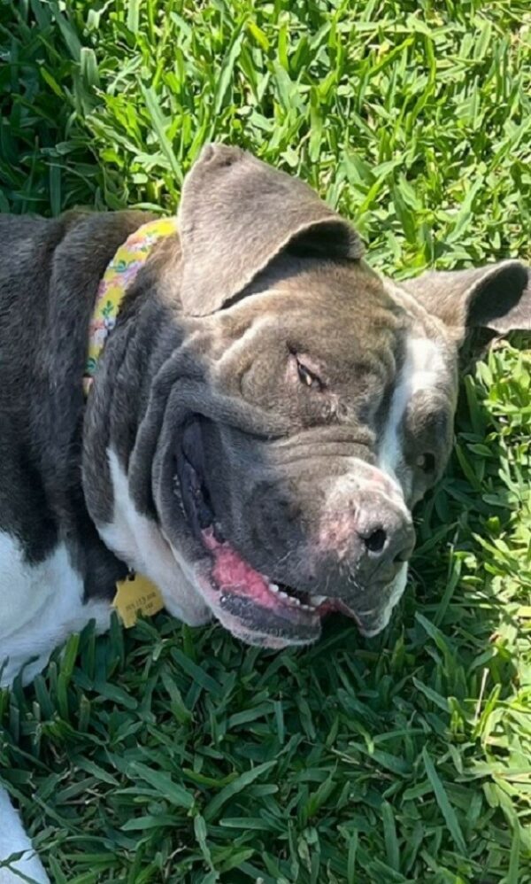Heart-Tugging Journey of a Shelter Dog and Her Emotional Transformation-1