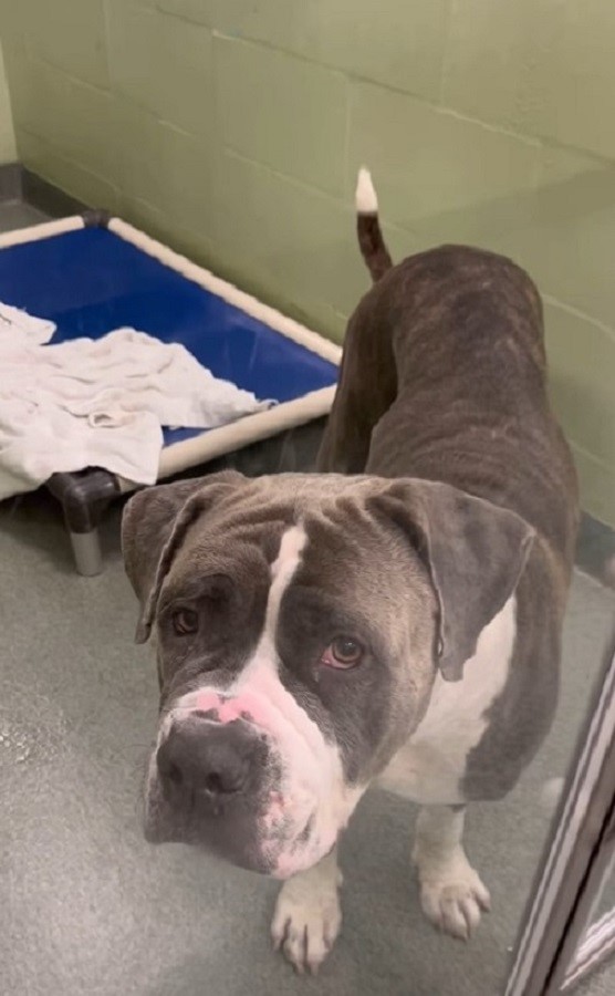 Heart-Tugging Journey of a Shelter Dog and Her Emotional Transformation-1