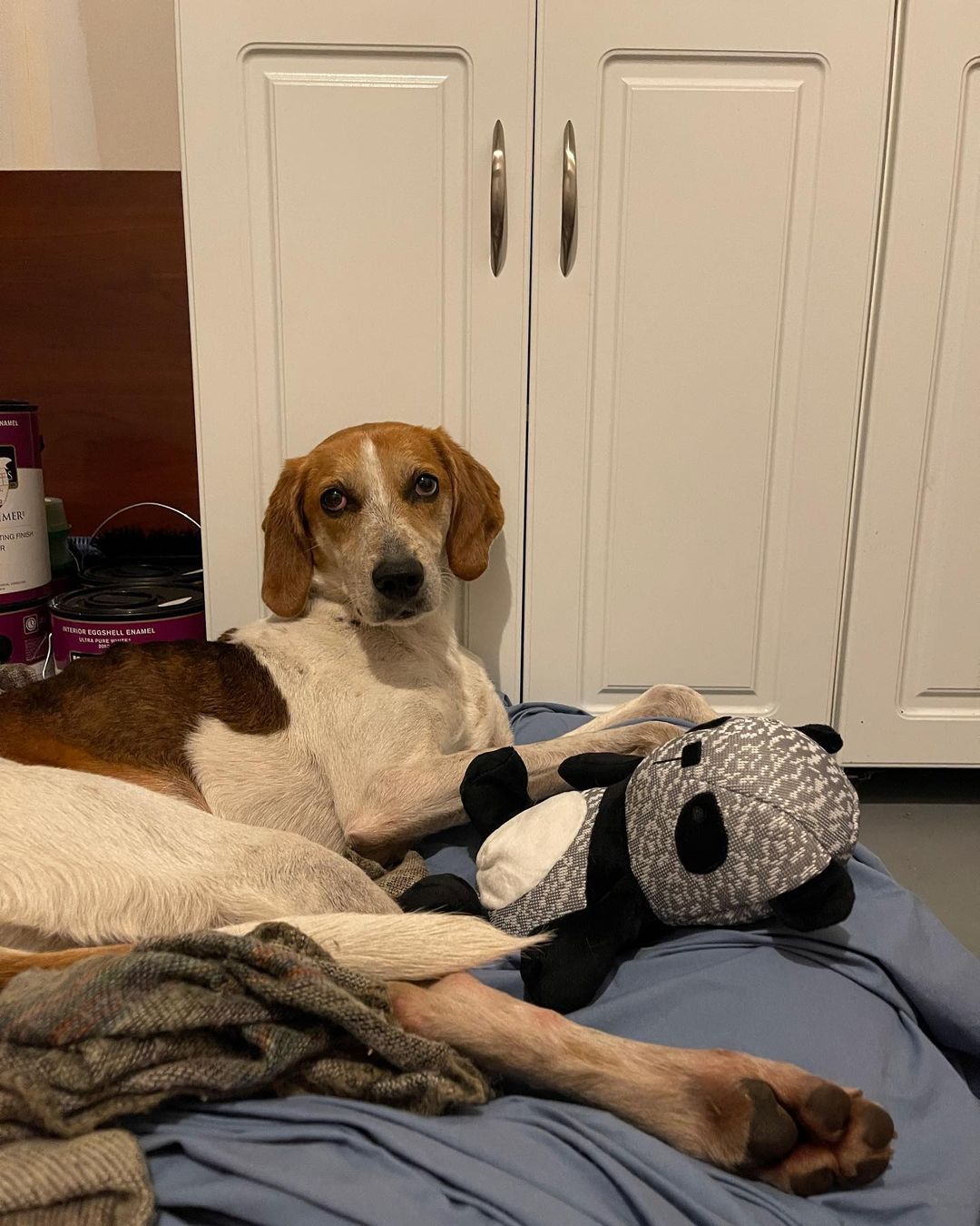 Heartache and Miracles: The Unbelievable Journey of a Missing Family Dog