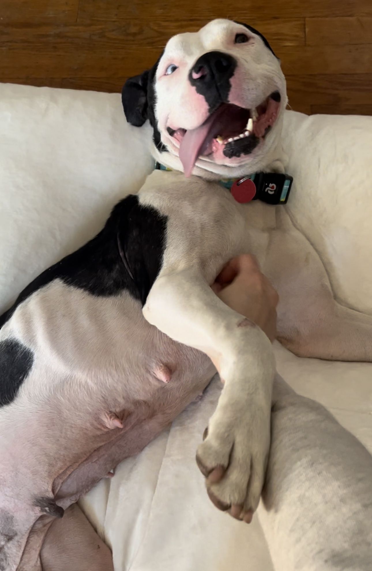 Heartbreaking Transformation From Fearful Stray to Loving Companion