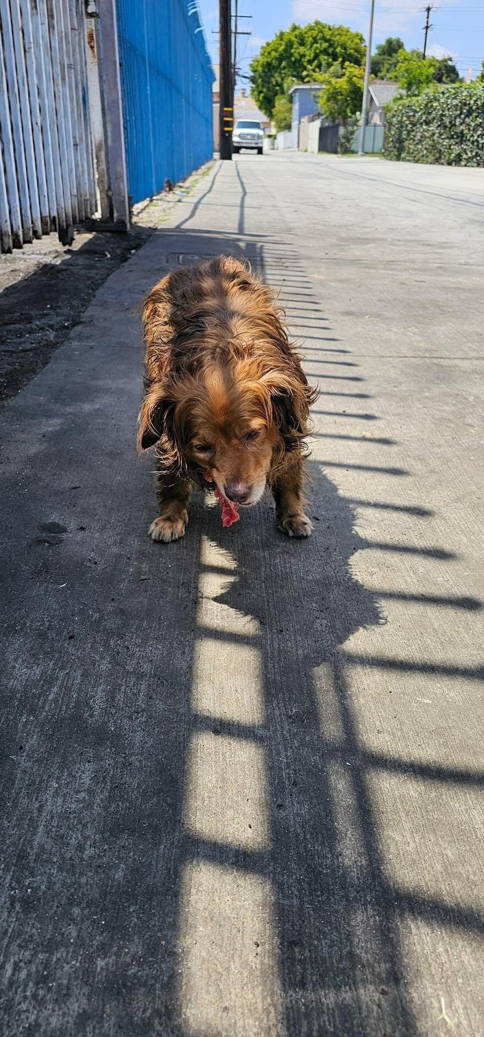 Heartbroken Pup Finds New Hope in Unexpected Rescuers