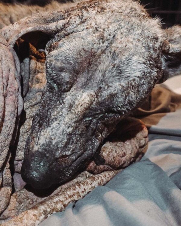 Heartfelt Rescue: Dog's 6 Years in Chains Ends in Joyous Transformation-1