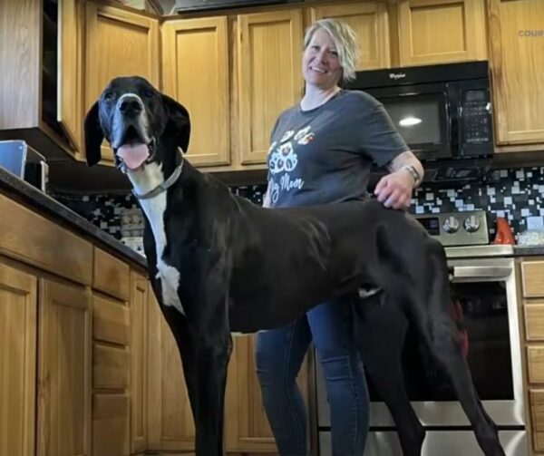 Meet the Gentle Giant: The Tallest Dog in Iowa's Heartwarming Journey-1