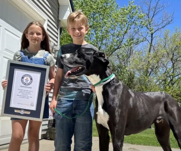 Meet the Gentle Giant: The Tallest Dog in Iowa's Heartwarming Journey-1
