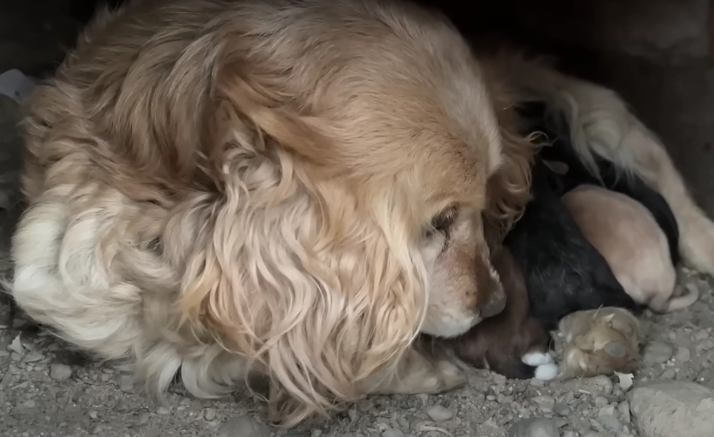 Mom Dog and Her Puppies Abandoned: A Tale of Heartbreak and Hope
