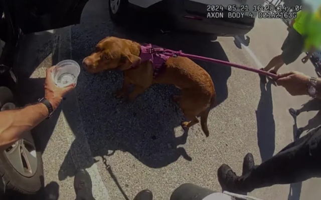 Rescue Mission: Police Save Dog from Sweltering Car, Owner in Hot Water