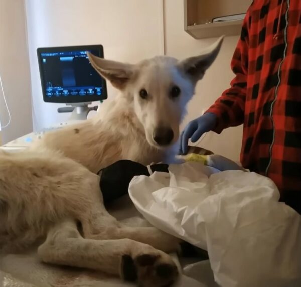 Misión de rescate: La petición de ayuda del cachorro toca corazones-1