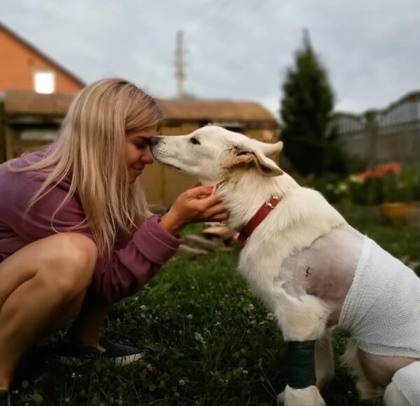Misión de rescate: La súplica de ayuda del cachorro toca corazones-1