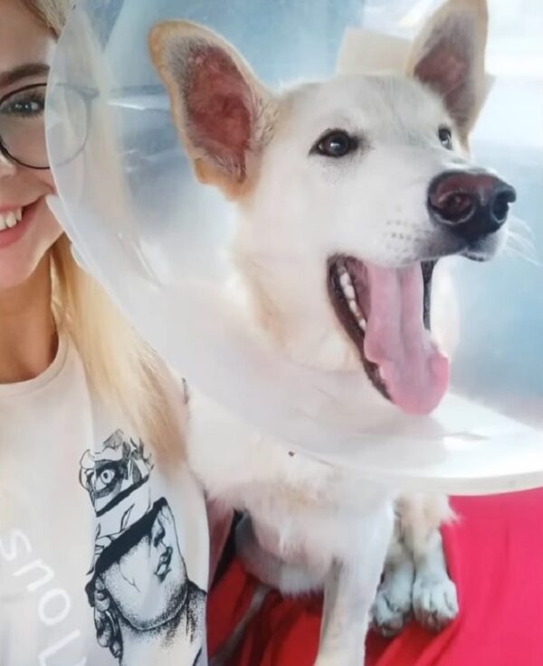 Misión de rescate: La súplica de ayuda del cachorro toca corazones-1