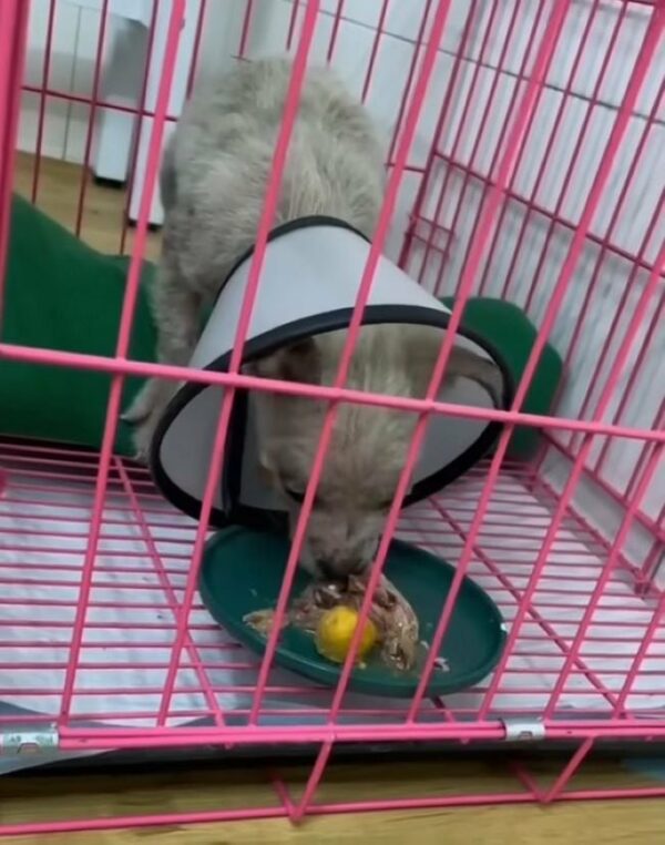 Rescuers Discover Ill Pup in Unbelievable Condition, You Won't Believe What Happens Next-1