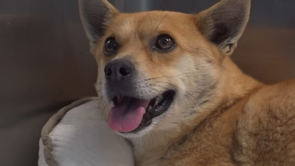 Rescuers Discover the Heartbreaking Reason Behind Dog's Enormous Belly-1