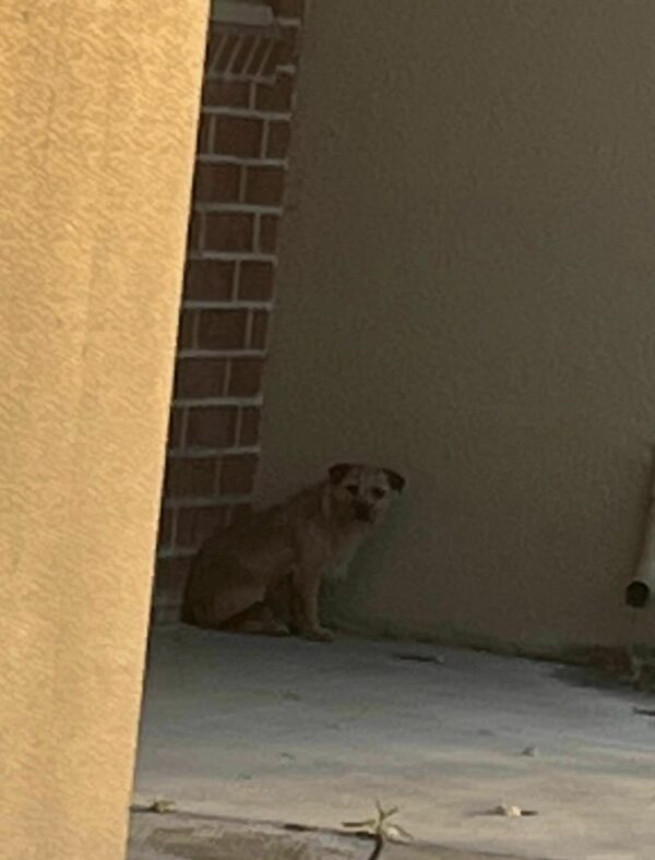 Reunited with Their Lost Pup, Family Discovers a Heart-Melting Surprise-1