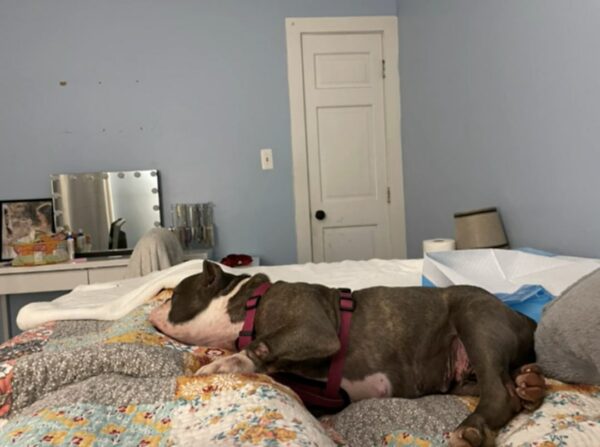 She Couldn't Ignore The Dog In Danger: What Happened Next Will Astound You-1