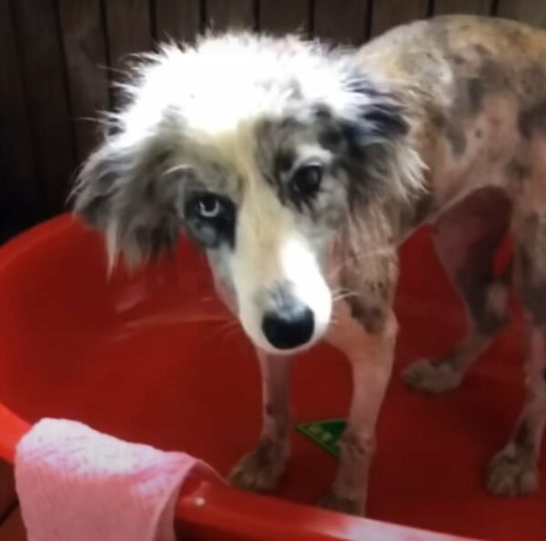 La vida de Stray Dog da un giro increíble después de conocer a un amable extraño-1