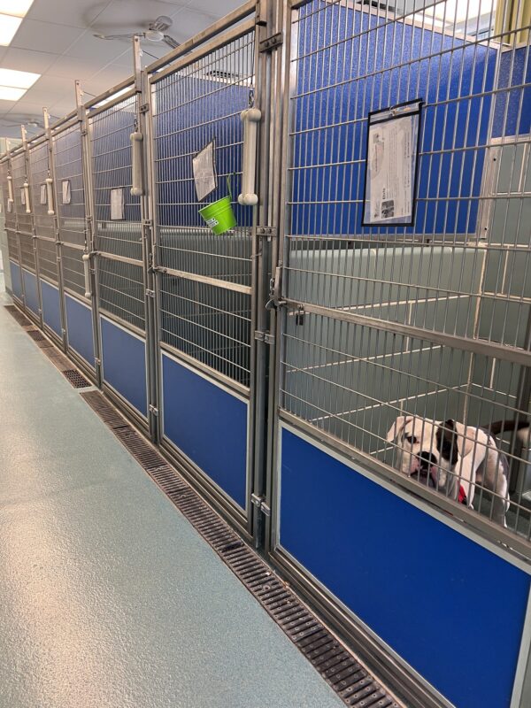 The Heart-Wrenching Journey of a Lonely Shelter Dog to Find His Forever Home-1