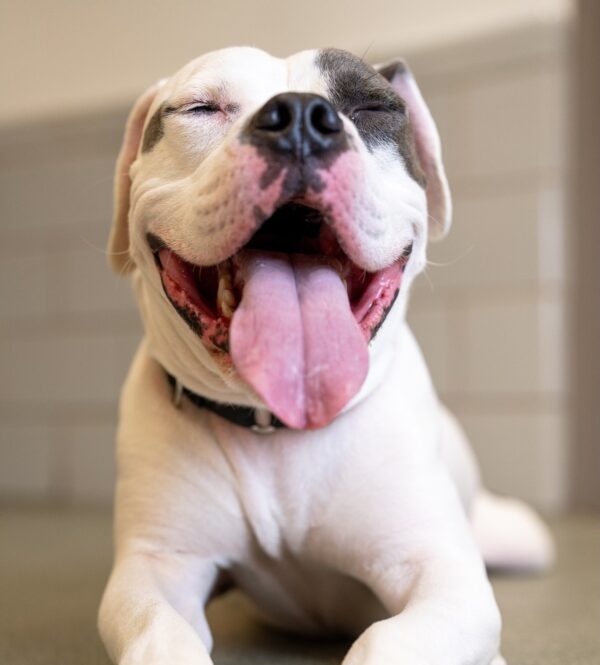 The Heart-Wrenching Journey of a Lonely Shelter Dog to Find His Forever Home-1