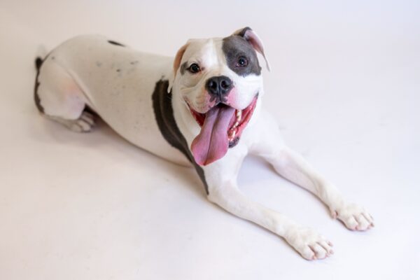 The Heart-Wrenching Journey of a Lonely Shelter Dog to Find His Forever Home-1