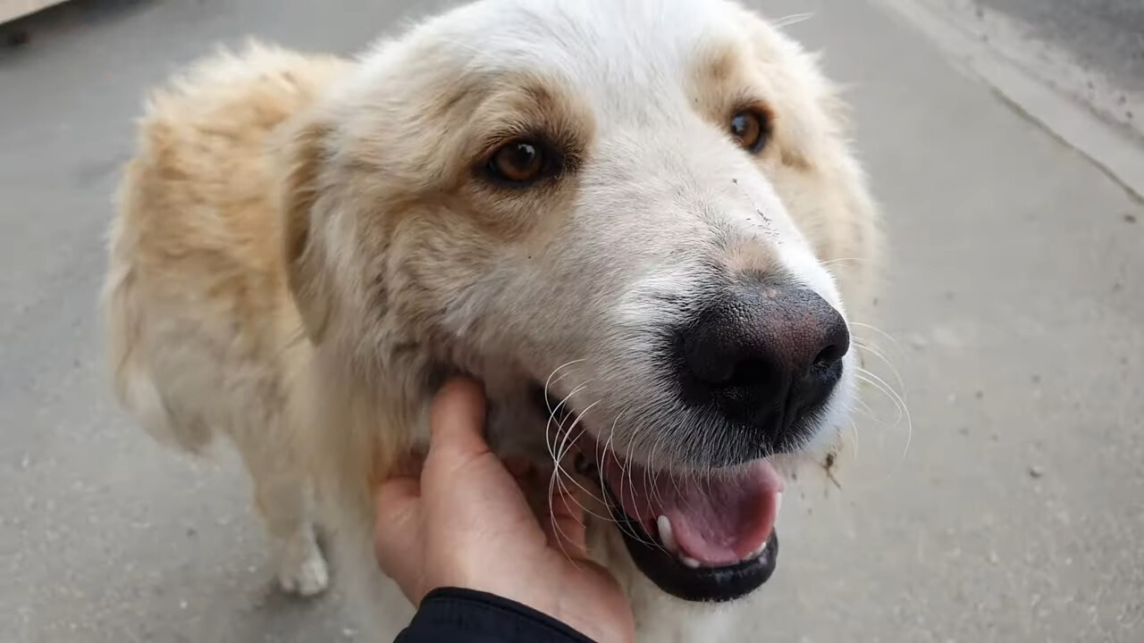 The Unbelievable Journey of a Stray Dog Searching for Love