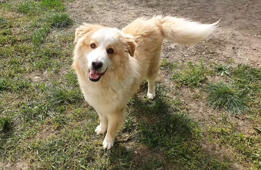 The Unbelievable Journey of a Stray Dog Searching for Love