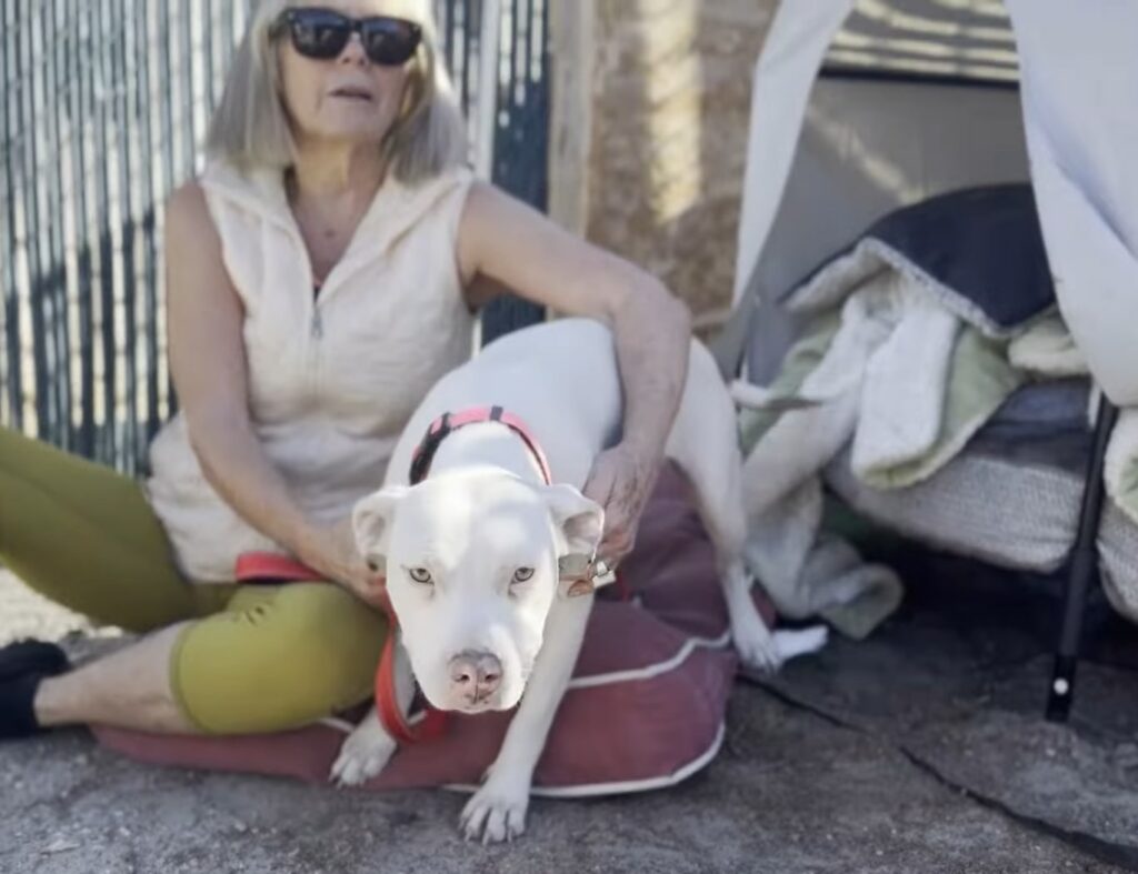 The Unbelievable Journey of a Stray Pittie to Finding Her Forever Home