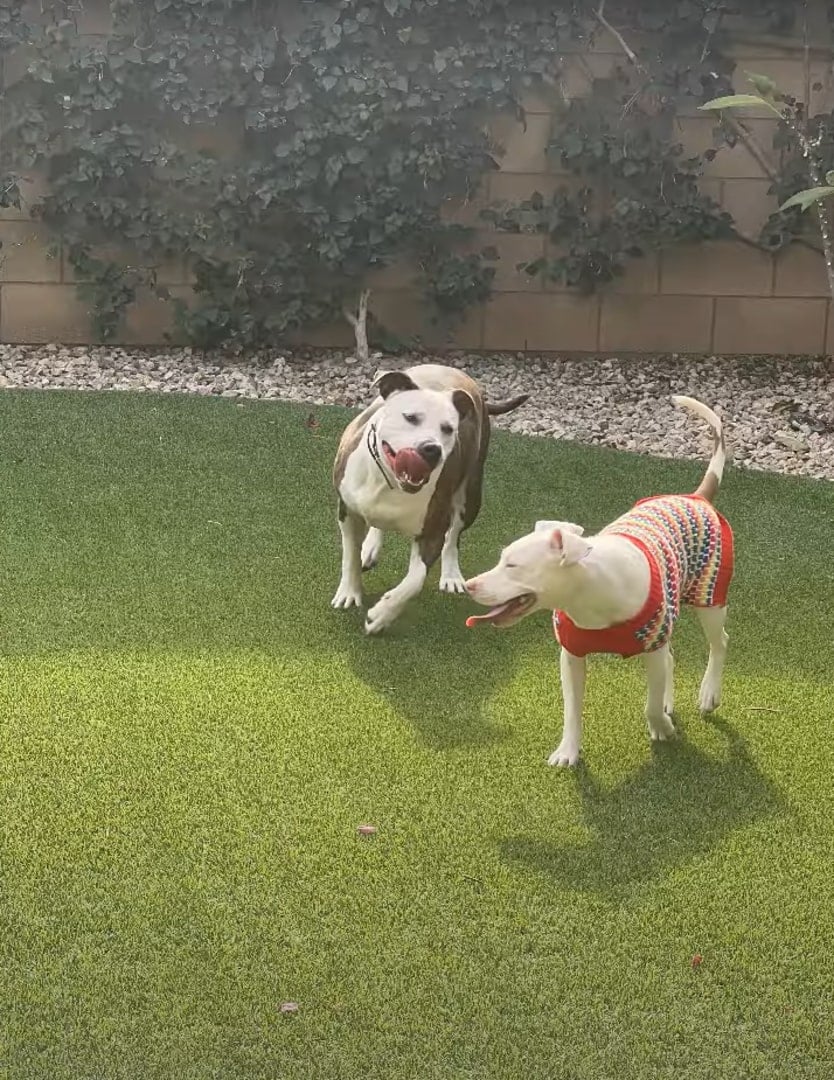 The Unbelievable Journey of a Stray Pittie to Finding Her Forever Home