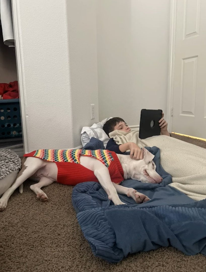 The Unbelievable Journey of a Stray Pittie to Finding Her Forever Home